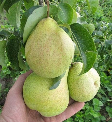Груша Просто Мария. Чкаловский плодопитомник