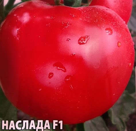 Семена за Домати Наслада F1 от 0,5 гр.