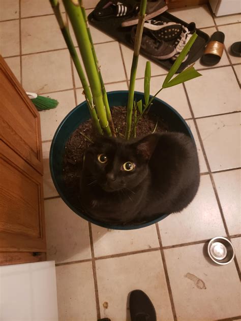 Tiny Satan fits so she sits : r/pottedcats