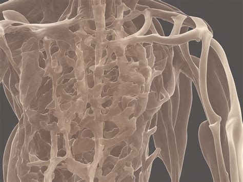 Difference Between Bone And Cartilage