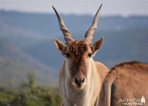 Eland South Africa | AfricaHunting.com