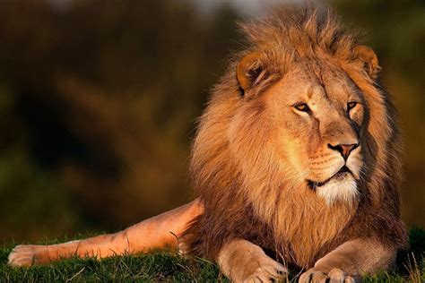 lion