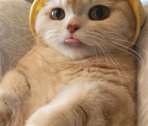 Хи хи язик висунул ну бывает бивает Cats, Animals, Gatos, Animales ...
