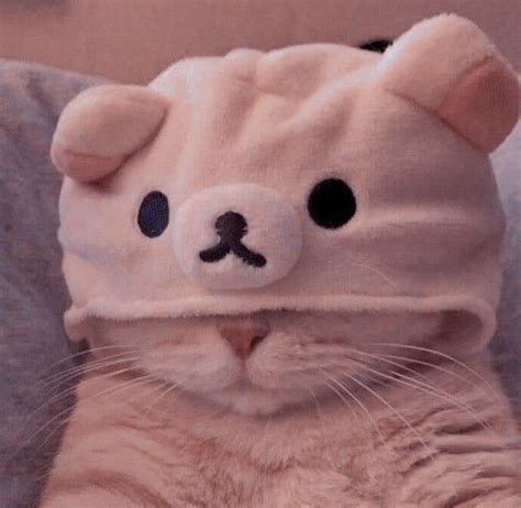 🧋𝐀𝐞𝐬𝐭𝐡𝐞𝐭𝐢𝐜 𝐂𝐚𝐭 𝐩𝐟𝐩🧋 | Cute cats, Cute cat wallpaper, Baby cats