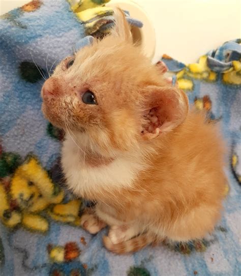 The Abandoned/Ringworm family now... - Coppell Humane Society