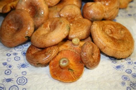 Рыжики в сметане | Всяко-разно