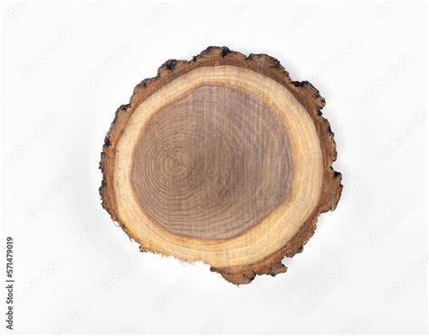 cross section  tree isolated  white background stock photo adobe