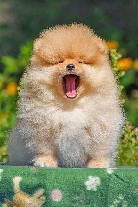 Trend Terbaru Very Cute Puppy Dog