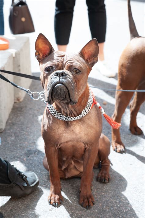 Chinese Dog Breeds | The Smart Dog Guide
