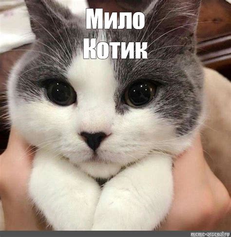 Создать мем "котик, няшный котик, милый кот" - Картинки - Meme-arsenal.com