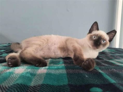 Cat for adoption - Camilo, a Domestic Short Hair & Siamese Mix in Ponce