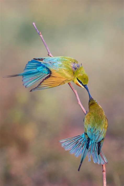 colorful birds      colorful birds stock