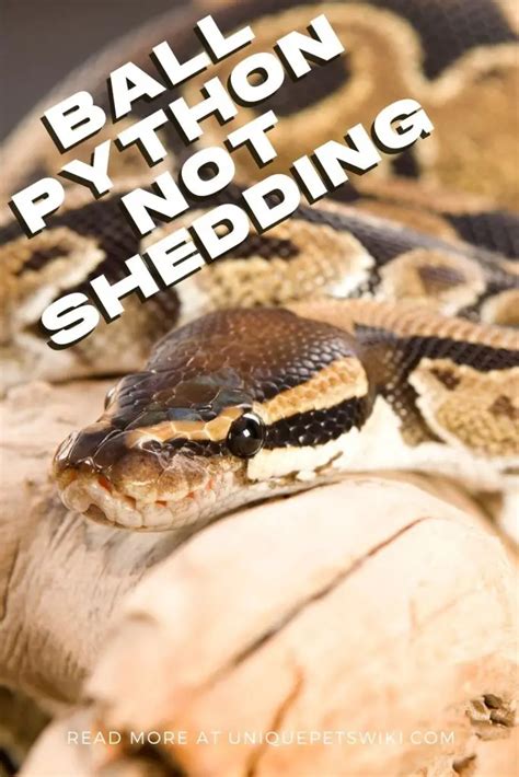 5 Facts About Ball Python Not Shedding Exposed!