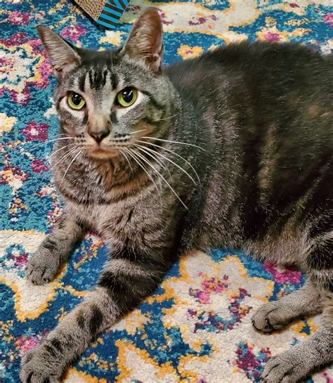 miki 3 | Blue Moon Cat Sanctuary