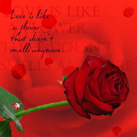 love    flower  eliiinceto  deviantart