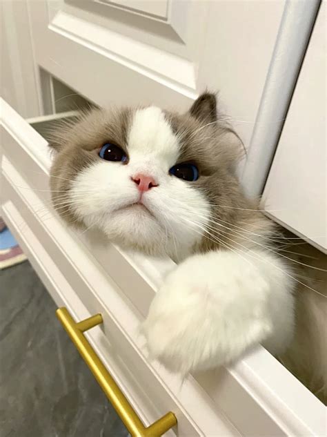 气炸了 什么时候学会躲抽屉了？！ - …