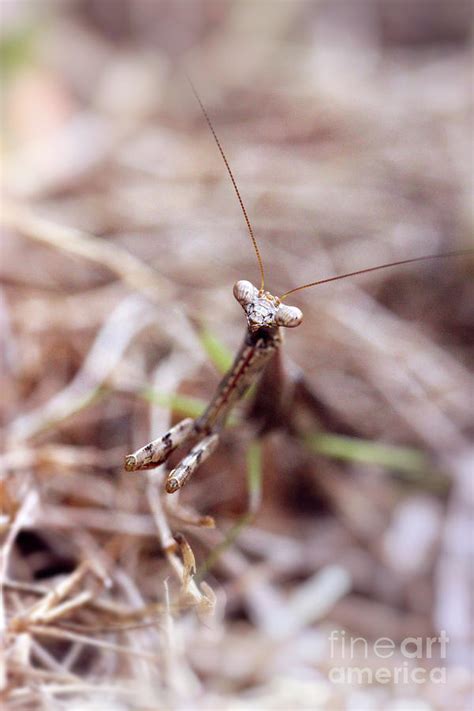 Brown Praying Mantis Photograph by Taphath Foose - Fine Art America