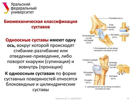 Строение и классификация мышц - презентация онлайн