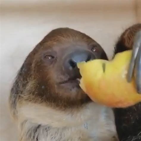 what animal eats a sloth 1