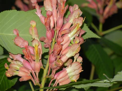 Let's Party, Chattanooga: Enterprise South Nature Park-Something for ...