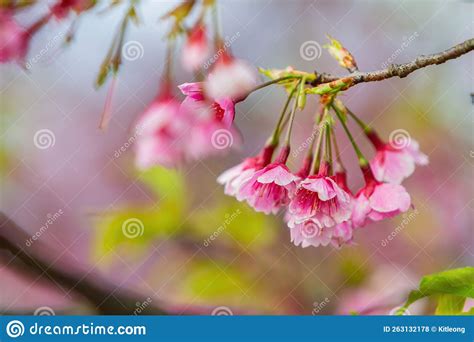 Sunny View of Cherry Blossom in Yangmingshan National Park Stock Photo - Image of flower ...