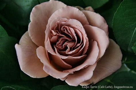 Импорт. Кафе Латте (Café Latte) / Фея розы | Rose, Flower names, Flowers