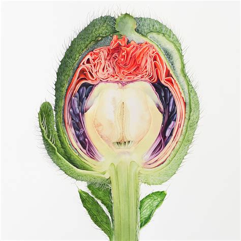 Vivienne Rew: Winner of our 'Plant Life - Botanical Illustration' Comp ...