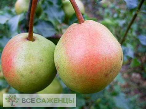 Цена на Груша домашняя Краснобокая - купить саженцы