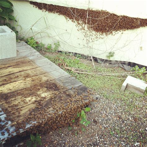 Farmer Meg's Digest | On swarms and friendly beekeeping.