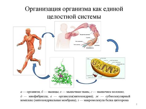 Обзор организма человека - презентация онлайн