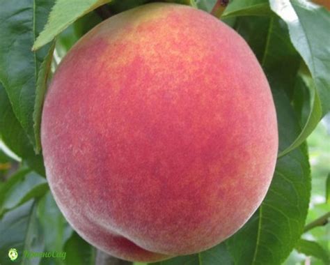 Персик Память Симиренко Описание Сорта Фото Отзывы – Telegraph