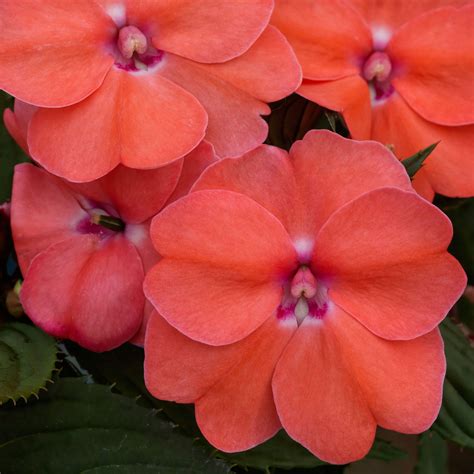 4in. Live Annual Sunpatiens® 'Kissing Cousins Mix' with Partial