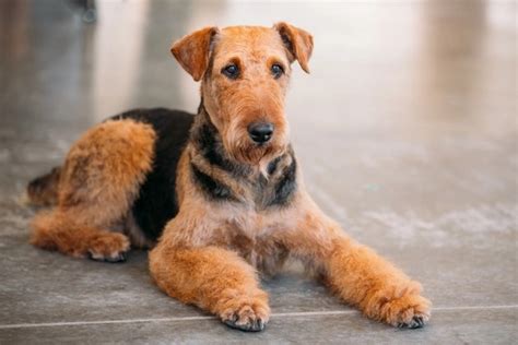 Airedale Terrier Dogs Breed - Information, Temperament, Size & Price ...