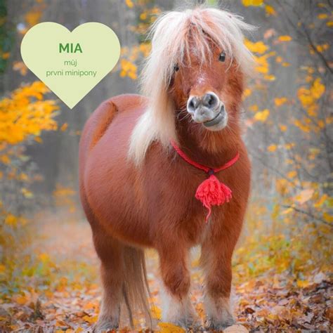 Mia, můj první miniponík - Minipony pro radost