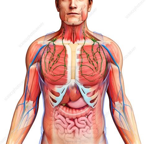 Male anatomy, illustration - Stock Image - F015/9223 - Science Photo