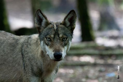 Wolf cub by Zbyslaw on DeviantArt