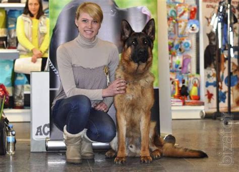 german shepherd mating ksu   wwwbizatorcom