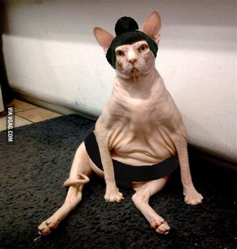 Fat Bald Cat, Reminds me of a Sumo Wrestler. - 9GAG