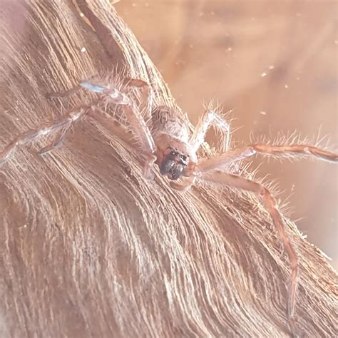 My pet giant banded huntsman : r/spiders