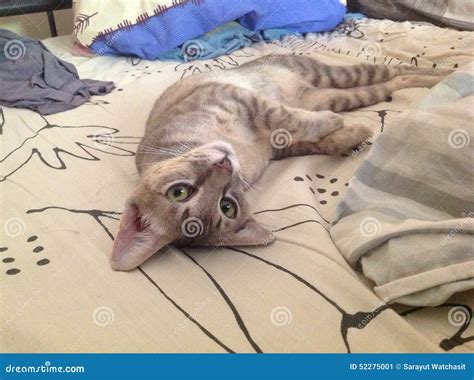 Thai cat stock image. Image of thailand, breed, descended - 52275001