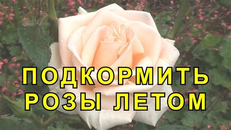 Чем Подкормить Розы. Внекорневые Подкормки для Роз. - YouTube