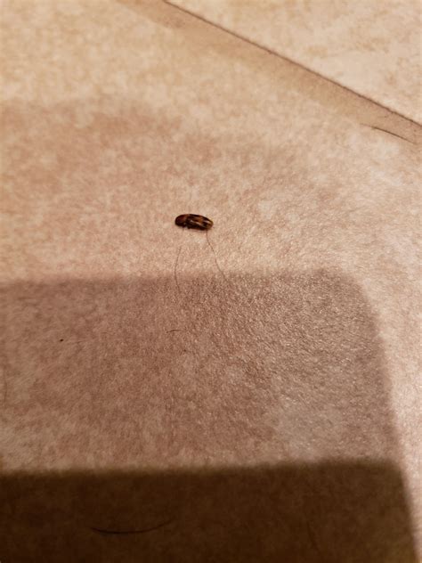 What are Tiny Hard Shelled Brown Bugs - Kern County Museum