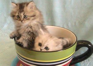 Top 10 teacup cat breeds That Are tiny sized - Thepetszon.com