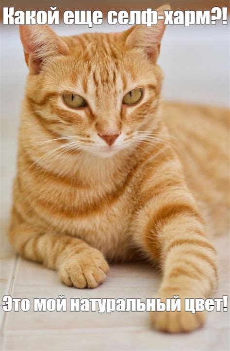 Создать мем "кот рыжий, европейский короткошерстный кот рыжий, рыжий ...