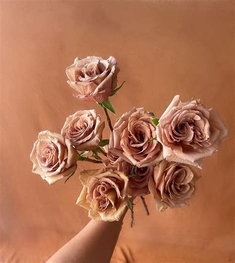 Why Toffee Roses Are the Most Popular Brown Rose