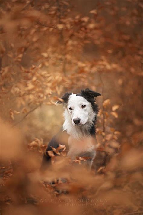 24 Stunning Portraits Of Dogs As Photographed By Alicja Zmyslowska