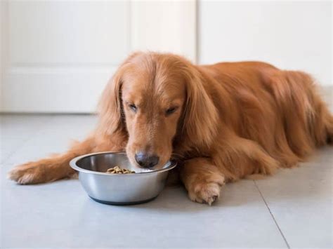 How To Boil Chicken For Dogs - Step-By-Step Guide - Puppy In Training