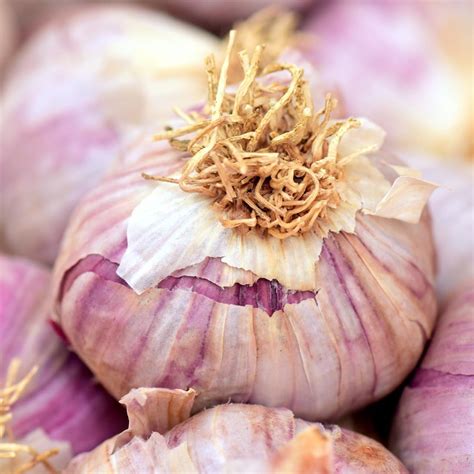 Amazon.com : Organic Softneck Garlic - Early Italian Purple - Perfect ...