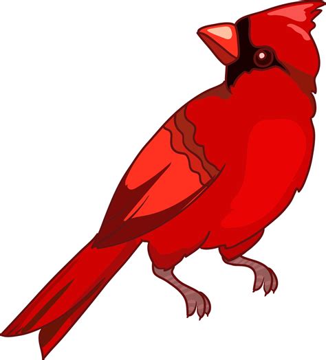 Cardinal bird, Northern cardinal , vector illustration, symbol of ...