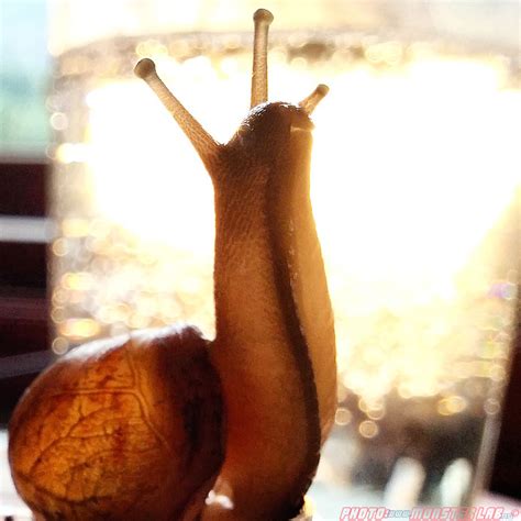 Achatina Achatina - ZooChat